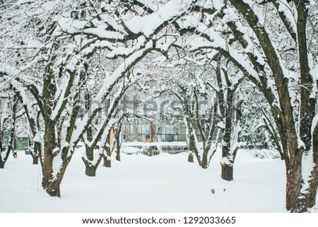 Wonderful nature tunnel among the snowy winter trees in fluffy snow