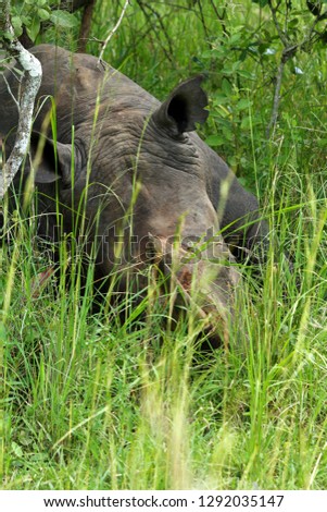 A rhinoceros sleeping in the Ziwa Rhino Sanctuary photographed on foot standing in front of the Rhino.