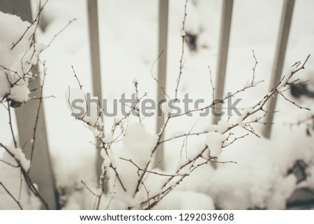 Closeup picture of the metal fence and bush branch near the snow