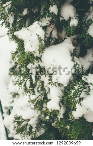Branches of the evergreen thuja plant covered in snow, closeup photo