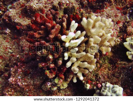 A juxtaposition of red and white coral