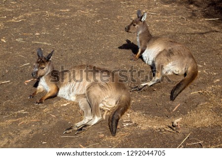 Western grey kangaroo (Macropus fuliginosus), in captivity, Kangaroo Island, South Australia, Australia.