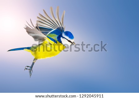 Cute little bird flying. Blue sky background. Isolated bird. Bird: Eurasian Blue Tit. Cyanistes caeruleus.