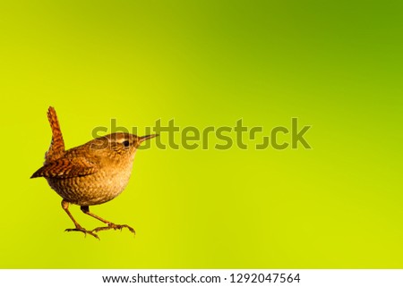 Cute little bird. Green background. Isolated image. Bird: Eurasian Wren. Troglodytes troglodytes.