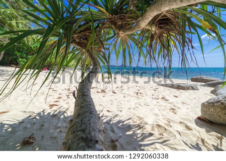 Palms, sea and beautiful tropical secret beach