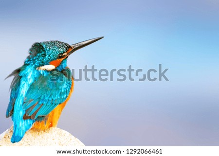 Cute little colorful bird Kingfisher. Isolated bird. Blue sky background. 