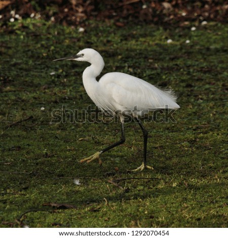 A picture of a White Ibis