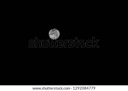 Tulip Tree Silhouette Full Moon Wolf Moon