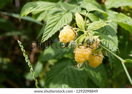 Ripe yellow raspberries on a bush. The raspberry is the edible fruit of a multitude of plant species in the genus Rubus of the rose family.