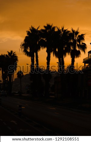 A picture of  the sunset in Malaga Spain made in September 2018 with the tree palm in first plan, silhouette tree palm at sunset