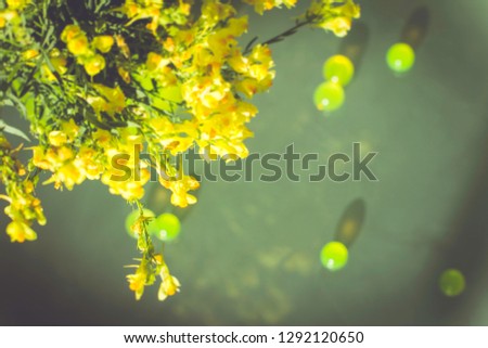Bright yellow orange flowers on gray background. Isolated wildflowers. Hydrogel decor. Space for text
