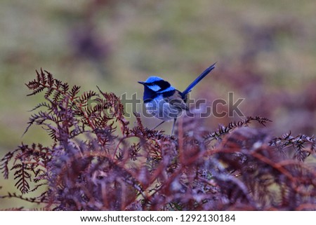 Beautiful blue of superb fairy wren bird in Tasmania 