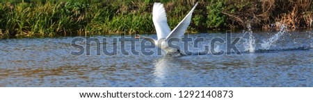 swan taking off from river