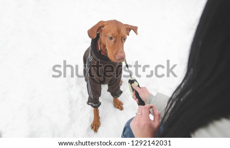 Beautiful brown dog breed of magyar vizsla in clothes and on a leash and hand of a woman playing with a pet on the background of snow. Woman plays with a dog in the snow close up. Copyspace