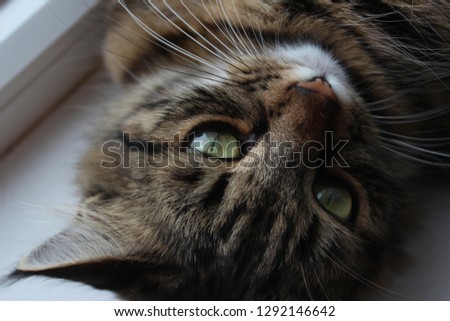 beautiful cat eyes