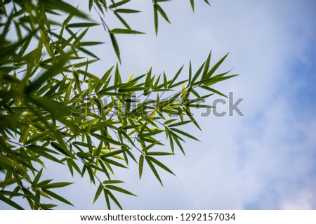 leaves and trunks of young bamboo on a dark background