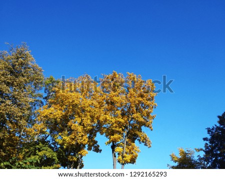 Trees with yellow leaves in the autumn park against blue sky