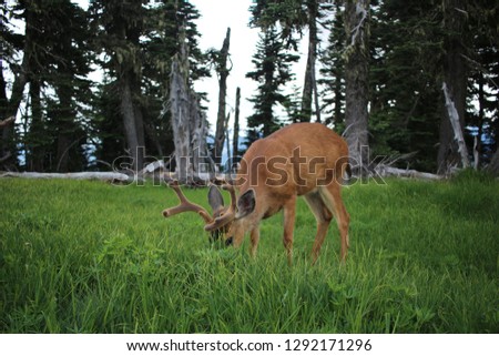 A Deer with velvet antlers, took this in hurricane ridge Washington also, lovely picture 