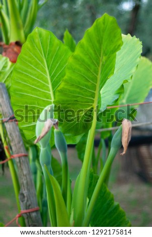 Alocasia plant, with its characteristic leaves shaped like elephant ears