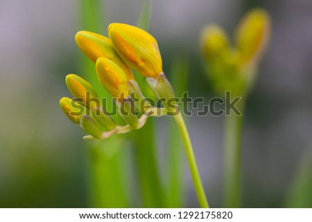 Yellow lily flowers, photographed when they were not yet fully bloomed, on a blurred background