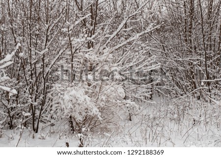 Trees covered with snow after a blizzard. Nature in winter. Christmas forest.