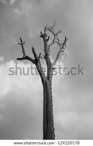 black and white Silhouette Dry tree