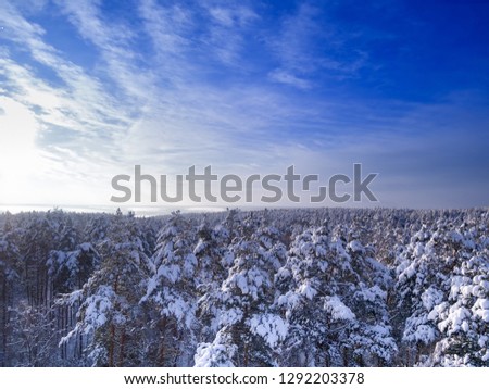 Top of trees in snow after heavy snowfall. Winter forest landscape. Blue cloudy sky.