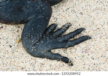 The claw of a marine Iguana of the Galapagos