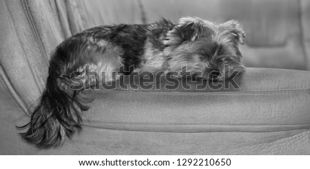 Cute Yorkshire terier sleeping on the sofa, black and white picture
