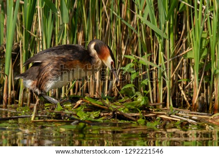 Great Crested Grebe climbing on the nest