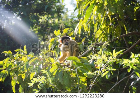 the picture shows a little monkey in the wild in the jungle