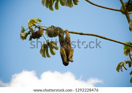 The photograph shows a sloth with her baby hanging on a tree