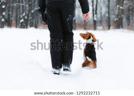 Dog training. Back view of man walking with four-month old beagle puppy outside in winter
