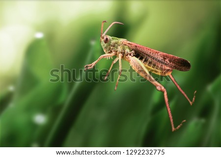 Grasshopper jump close up, insect macro  Royalty-Free Stock Photo #1292232775