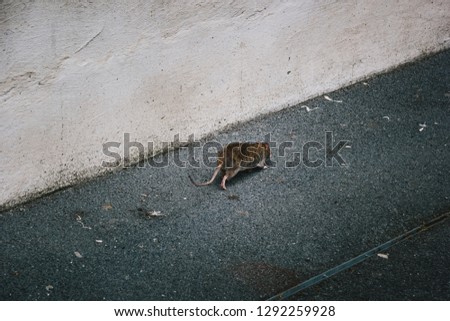 Rat is Running Away on Street Alley