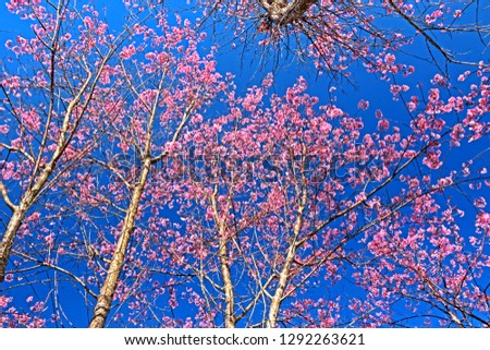 Cherry Blossom on blue sky in Thailand