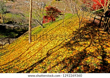 View of nature on autumn season leaf in Japan