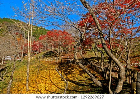 View of nature on autumn season leaf in Japan