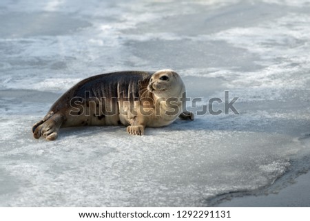 A young harp seal, saddleback seal,  sits on frozen pebbled ice curled up and moving on its front flippers.  The seal skin is tan with dark spots. It has long nails on its front flippers.   Royalty-Free Stock Photo #1292291131