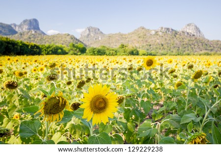 Beautiful sunflowers  meadow with Mountain Background
