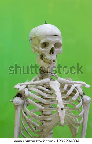training model of a human skull on a green background