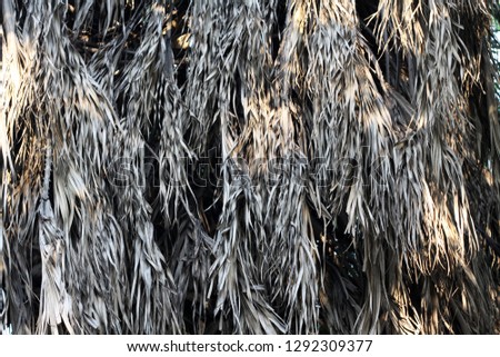 Beautiful dry gray palm leaves