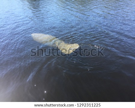 A manatee swimming by.