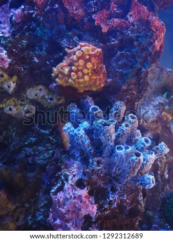 Underwater life: colorful coral reefs