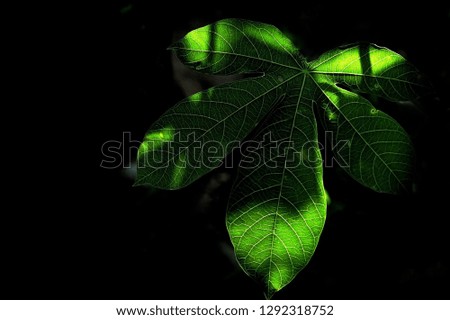 light shadow on leaf
