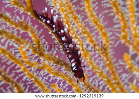 Purple color nudibranch (Protaeolidiella atra Baba, 1955) crawling on the athecate hydroid (Solanderia fusca)
