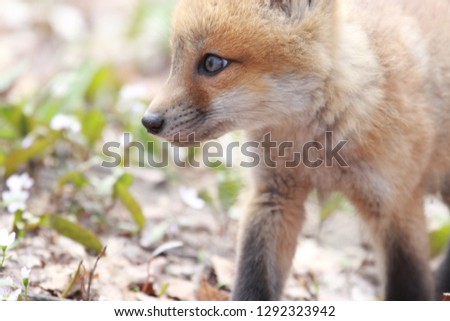 Side picture of young red fox looking off 