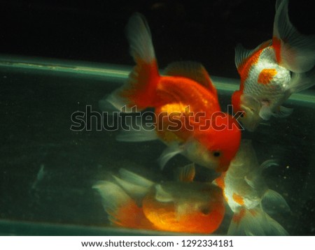 two goldfish in the water