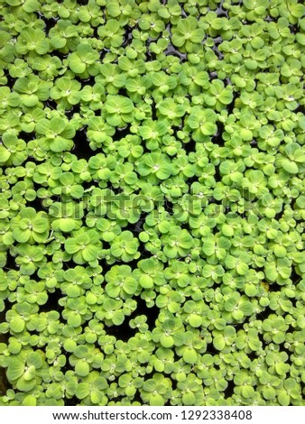 floating plants on the water background,  this is pistia stratiotes