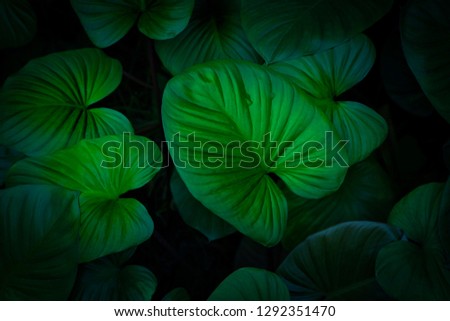 Lotus leaf green plants on the soil